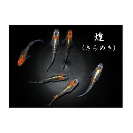 メダカ「煌（きらめき）」2ペア