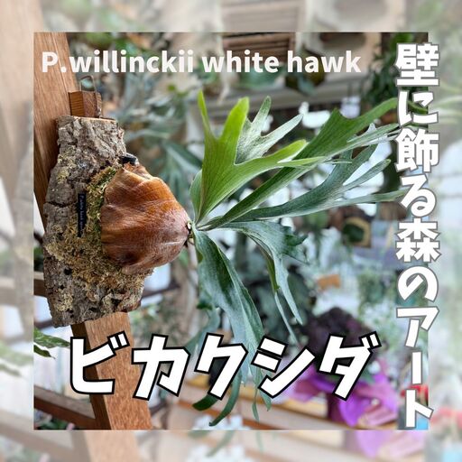 ビカクシダ(コウモリラン)ホワイトホーク P. willinckii white hawk spore