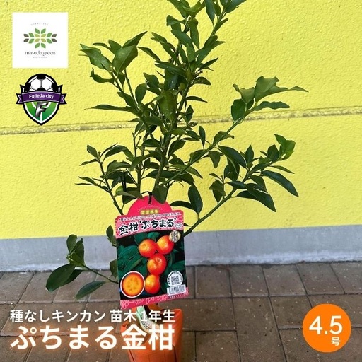 [ 先行予約 :2026年10月発送 ] 種なしキンカン 苗木 ぷちまる 金柑 1年生 4.5号 ロングポット 果樹苗 家庭菜園 植物 果物 くだもの 静岡県 藤枝市