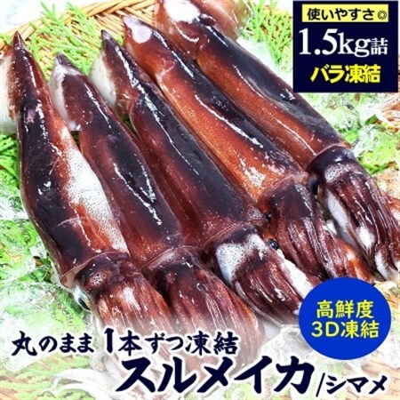 [2ヵ月毎定期便]スルメイカ(冷凍)約1.5kg サイズ不揃い 兵庫県新温泉町 全3回[配送不可地域:離島]