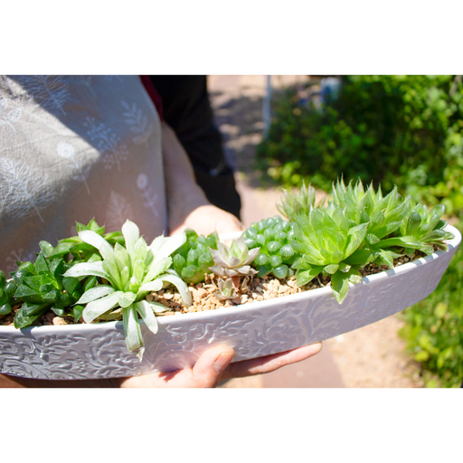ハオルチアの寄せ植え[多肉植物 植物 グリーン よせうえ 観葉植物 手植え 癒し インテリア ナチュラル かわいい 自然 プレゼント ギフト 贈り物]