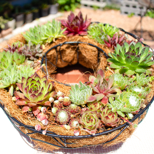 センペルビウムのリース型寄せ植え 1鉢(幅30cm×高さ9cm)[多肉植物 植物 グリーン おすすめ よせうえ 観葉植物 手植え 癒し インテリア ナチュラル かわいい 自然 プレゼント ギフト 贈り物]