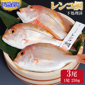 天然釣りレンコ鯛（下処理済）