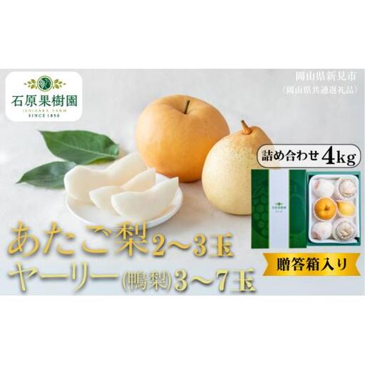 詰め合わせ 4㎏ 贈答箱 赤秀 あたご梨2～3玉・ヤーリー(鴨梨)3～7玉 【先行予約 2026年11月中旬から順次発送】