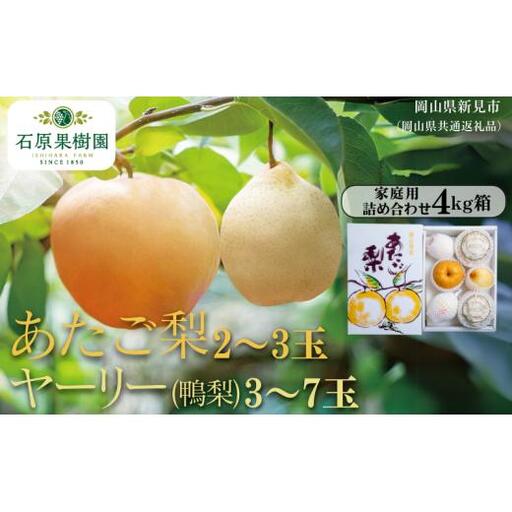 家庭用 詰め合わせ 4kg箱 青秀 あたご梨2〜3玉・ヤーリー(鴨梨)3〜7玉[先行予約 2026年11月中旬から順次発送]