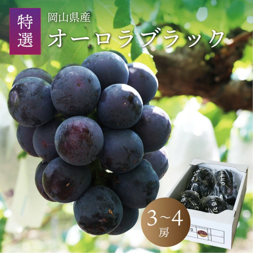 ぶどう 岡山県真庭市産 オーロラブラック数量限定ぶどう3〜4房 [jujy016-02]