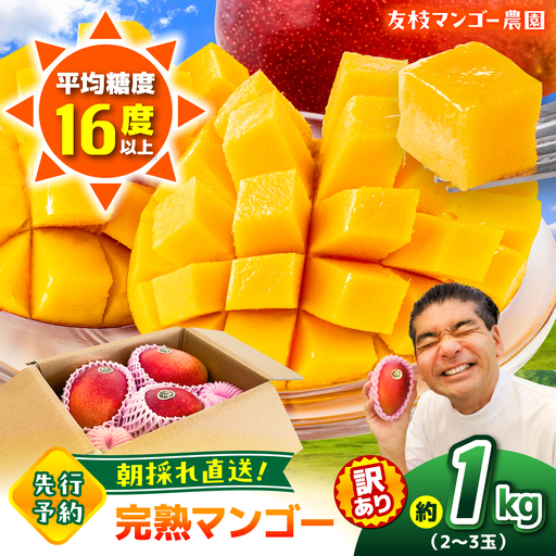 【2027年6月上旬から順次発送】友枝マンゴー農園の完熟訳ありマンゴー約1kg AYDF001