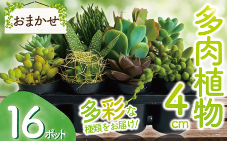 多肉 4センチ ポット おまかせ 16個 セット 多肉 植物 