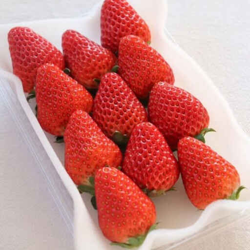 [2027年分先行受付]Sランク★静岡県産いちご 紅ほっぺ250g×2パック(1パック約250g 8〜14粒)[北海道・沖縄・離島 配送不可]