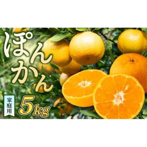 訳あり 浦ノ内ポンカン ぽんかん 5kg