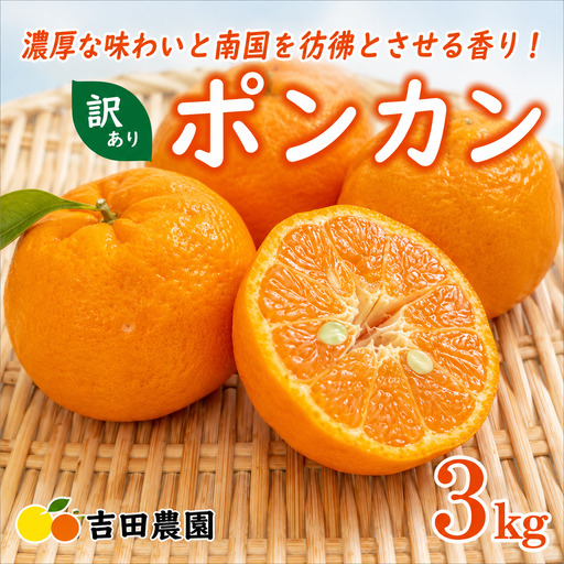 [先行予約] 冬の柑橘 ポンカン 訳あり 3kg みかん 柑橘 ジューシー お試し 愛媛 愛南 吉田農園