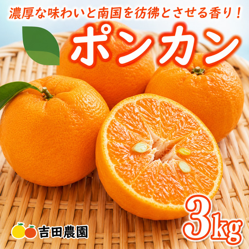 [先行予約] [愛南産 ポンカン]冬の柑橘 ポンカン 3kg みかん 柑橘 ジューシー 愛媛 愛南 吉田農園