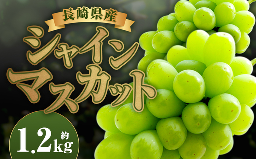 長崎県産 シャインマスカット 約1.2kg ぶどう フルーツ[2026年8月下旬〜9月下旬迄発送予定]