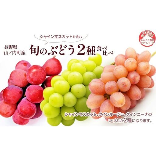 ぶどう 先行予約 旬のぶどう2種 ぶどう
