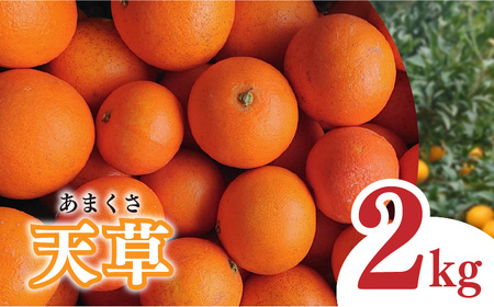[2027年1月下旬から発送予定]天草 小玉 2kg | 家庭用 蜜柑 ミカン みかん 甘い 濃厚 柑橘 人気 お取り寄せ 期間 数量 限定 愛媛 松山 