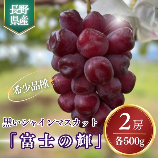 【2026年先行予約】黒いシャインマスカット「富士の輝」 約1kg~約1.2kg|ぶどう