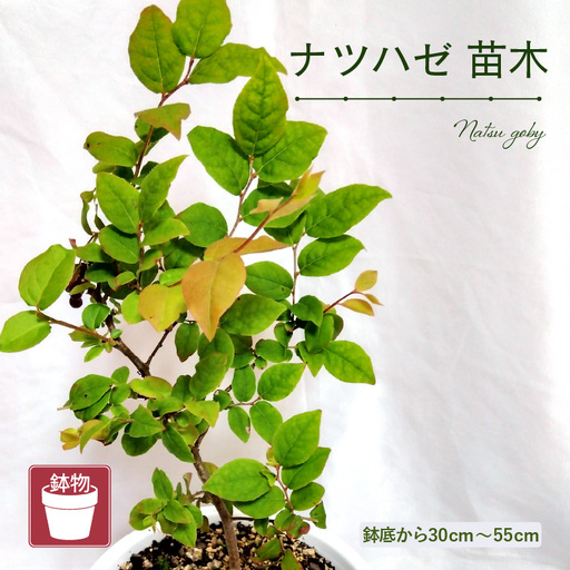 [先行予約]ナツハゼ苗木(鉢物)鉢底から約30〜55cm [2027年4月中旬以降順次発送予定] [m47-a027]