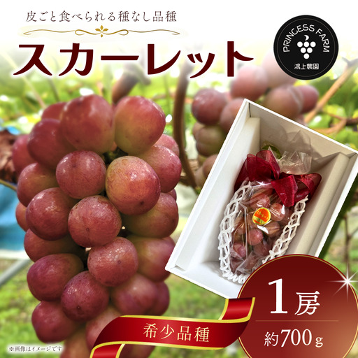 種なし赤ぶどう スカーレット(1房・約700g)ぶどう