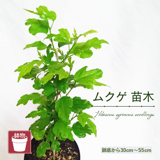 [先行予約]ムクゲ苗木 (鉢物) 鉢底から約30〜55cm [2027年4月下旬以降順次発送予定][ むくげ お花 フラワー 苗 観葉植物 園芸] [m47-a019]