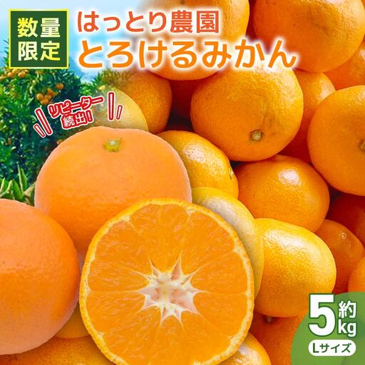 とろけるみかん 期間限定 5kg Lサイズ みかん
