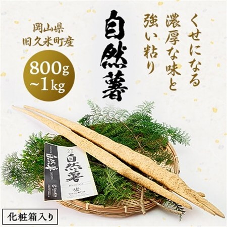 [11月下旬〜順次発送]土臭さがくせになる濃厚な味と強い粘りの自然薯 800g〜1kg化粧箱入り[配送不可地域:離島]