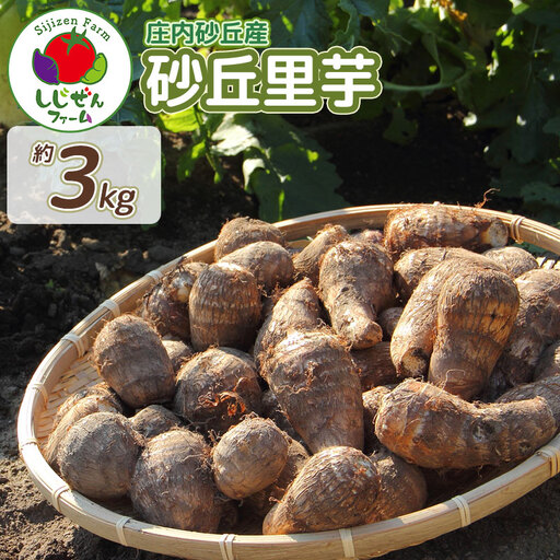 【令和8年産先行予約】　庄内砂丘里芋　約3kg　山形県鶴岡市　しじぜんファーム　| 里芋 さといも サトイモ 野菜 やさい 新鮮野菜 3キロ 産地直送 おすすめ 人気 お取り寄せ 返礼品