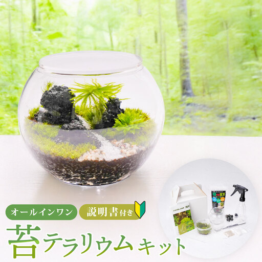 癒やしと安らぎ 苔テラリウムキット 