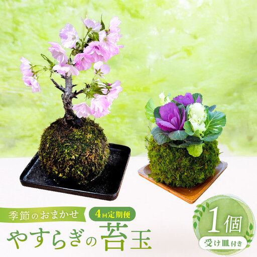 【4回定期便】 やすらぎの苔玉 1回あたり1個 計4個（1個×4回） 季節のお任せ苔玉 受け皿付き 