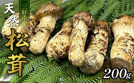 三好市産松茸 200g 2〜5本 まつたけ [ まつたけ ]
