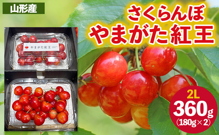 さくらんぼ ”やまがた紅王” 2Lサイズ 360g(180g×2パック入り) 【令和9年産先行予約】FS26-620