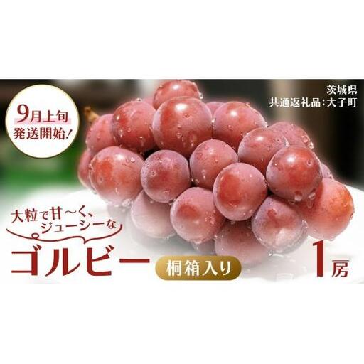 【桐箱入り】 ゴルビー １房【2026年9月上旬発送開始】(茨城県共通返礼品：大子町)