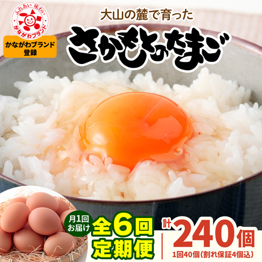 [定期便／6ヶ月×月1回] さかもとのたまご 40個 (36個＋割れ保証4個) 合計240個 [1131]