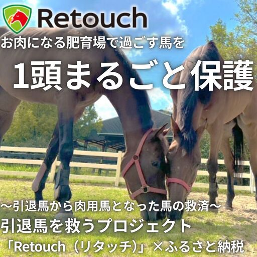 引退馬を救い馬に会える〜「Retouch(リタッチ)」支援〜ふるさと納税限定 1頭まるごと保護