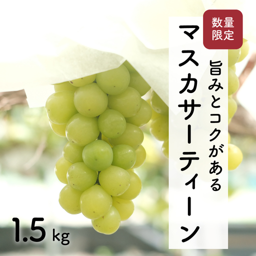 【先行予約・2026年8月】数量限定 マスカサーティーン 1.5kg 産地直送 農家直送 大粒 種なし 甘い ぶどう 果物 ギフト