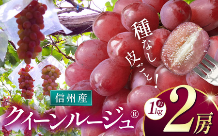 [先行受付]信州産 クイーンルージュⓇ 2房(約1kg)
