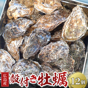 広島県産 草津かき(殻付き) 12個 |  殻付き牡蠣