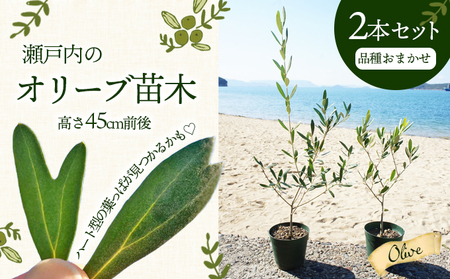 [ 小豆島 ][2026年3月より発送]瀬戸内のオリーブ苗木2本セット 植物 インテリア 観葉植物