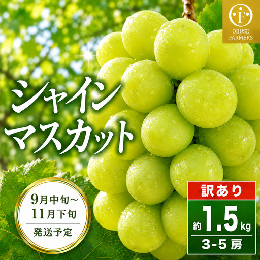 【訳あり】シャインマスカット 約1.5kg  3～5房 ［おぶせファーマーズ］規格外 不揃い 傷 令和8年産 【2026年9月中旬～11月下旬発送】［F-42］