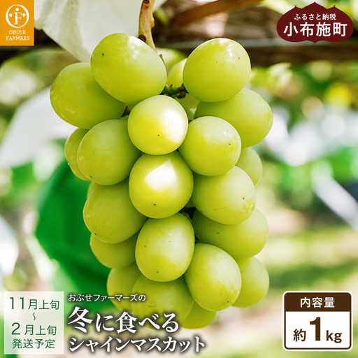 冬に食べるシャインマスカット 約1kg 2房［ おぶせファーマーズ ］ぶどう フルーツ 果物 【2026年11月上旬～2027年2月上旬発送】［F-535］