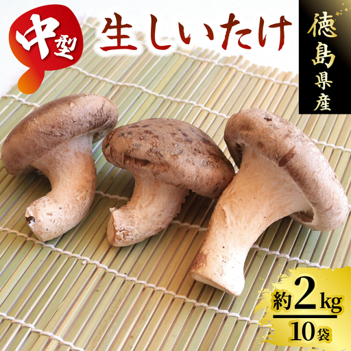 中型生 しいたけ 約2kg 菌床【 しいたけ 】