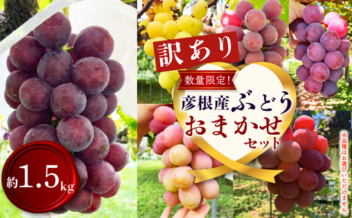 ぶどう 訳あり 約1.5kg 葡萄 ブドウ フルーツ 果物 くだもの 産地直送 滋賀県 彦根市