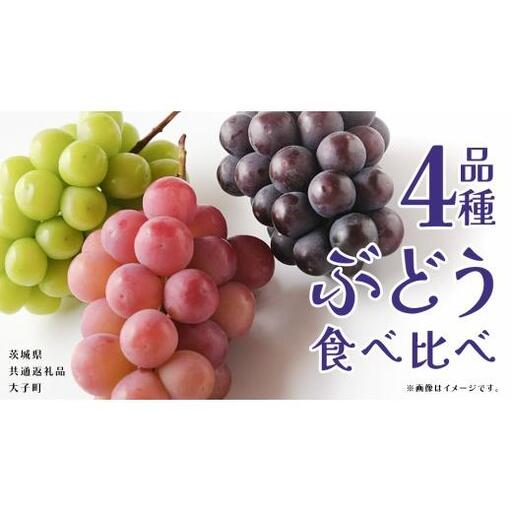 ぶどう ４品種 食べ比べ 【2026年8月上旬発送開始】(茨城県共通返礼品：大子町)