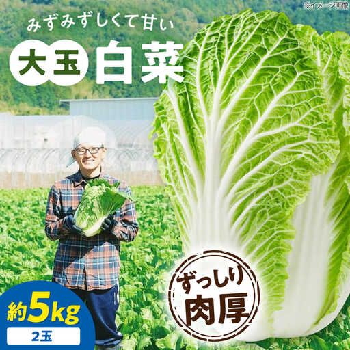 【白菜】白菜 5kg（3L×2玉）【11月下旬から順次発送】[AGDH007]