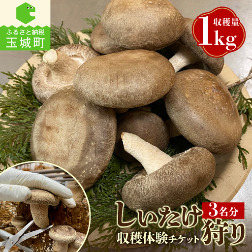 きのこ狩り (収穫体験チケット3名分)収穫量1kg