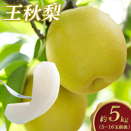 【先行予約】王秋梨 5kg前後（5～16玉前後）※2026年10月下旬～12月上旬頃に順次発送予定  梨