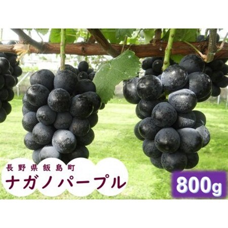 中央アルプス山麓のナガノパープル　約800g【配送不可地域：離島】【1657913】