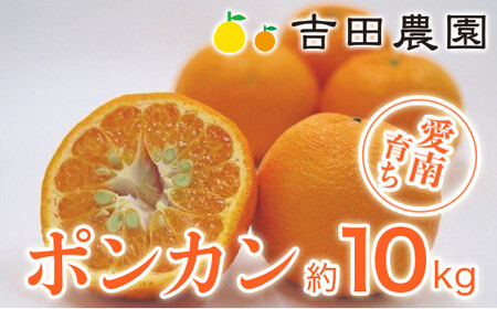 【先行予約】 冬 の 柑橘 ポンカン 10kg みかん 柑橘 ジューシー 愛媛 愛南 吉田農園