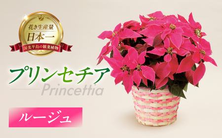 プリンセチア ルージュ 観葉植物 植物 5号鉢 人気 おしゃれ かわいい お手入れ 室内 大鉢 中型 インテリア リビング 玄関 寝室 キッチン オフィス プレゼント ギフト 冬 クリスマス フラワーギフト
