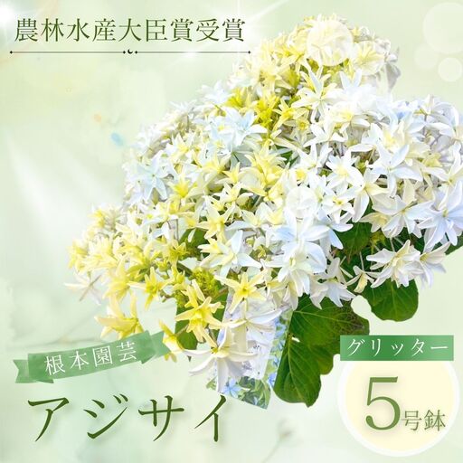 先行予約 アジサイ グリッター 5号鉢 根本園芸 | アジサイ 農林水産大臣賞