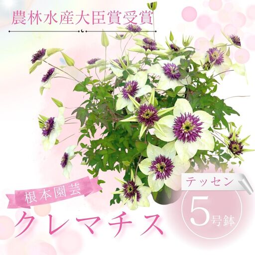 先行予約 クレマチス テッセン 5号鉢 根本園芸 | クレマチス 農林水産大臣賞